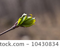 First green leaves 10430834