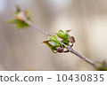 First green leaves 10430835