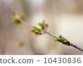 First green leaves 10430836