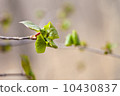 First green leaves 10430837
