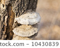 Mushrooms on a tree 10430839