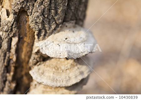 Mushrooms on a tree Mushrooms on a tree 10430839