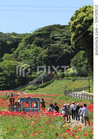 罌粟盛開的小山 罌粟盛開的小山 10430912
