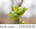 First green leaves 10430939