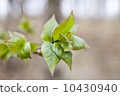First green leaves 10430940