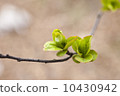 First green leaves 10430942