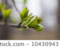 First green leaves 10430943