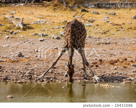 Thirsty giraffe drinking from waterhole Thirsty giraffe drinking from waterhole 10431086