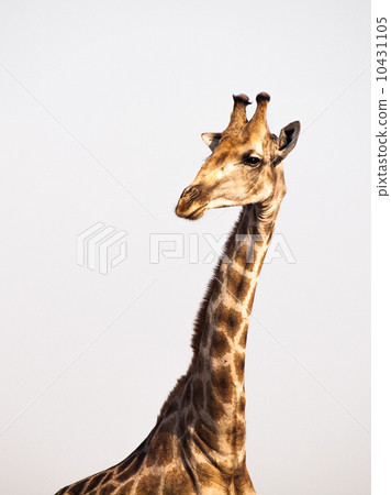 Giraffe portrait 10431105