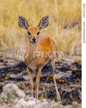Kirk's dik-dik (Madoqua kirkii) Kirk's dik-dik (Madoqua kirkii) 10431106