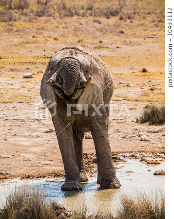 图库照片 thirsty elephant