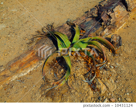 Welwitschia mirabilis 10431124