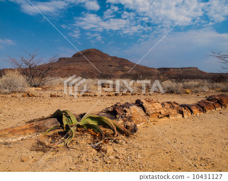 Landscape at Petrified forest with welwitschia plant 10431127