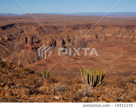 Fish River Canyon with cactus 10431239