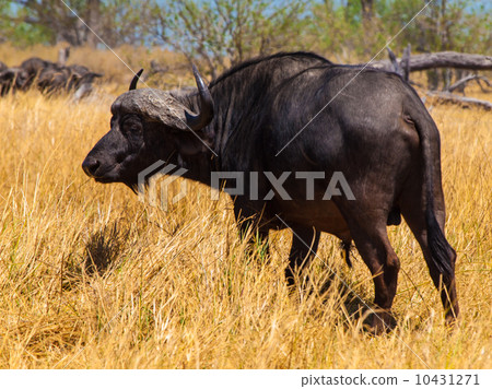 Big black buffalo 10431271