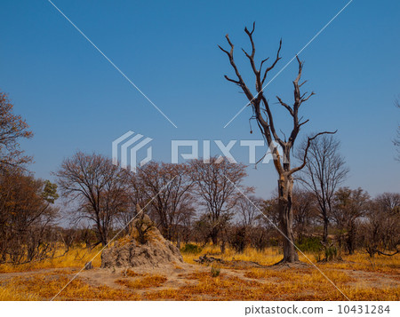 Termite hill in Okavango region 10431284