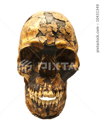 Reconstructed fossil skull of Homo Sapiens 10431349