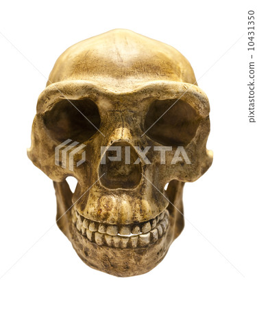 Fossil skull of Homo Antecessor 10431350