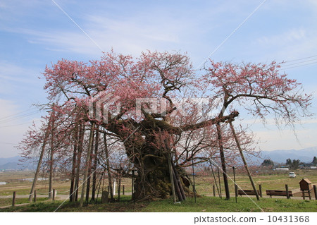 Chitose cherry tree 10431368