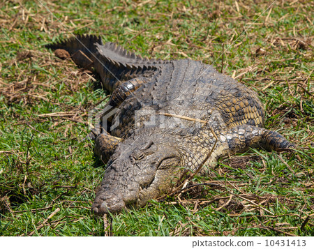 Lazy Nile crocodile Lazy Nile crocodile 10431413
