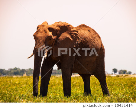 Elephant walks in the grass Elephant walks in the grass 10431414