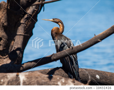 Snake neck bird (darter or anhinga) Snake neck bird (darter or anhinga) 10431416