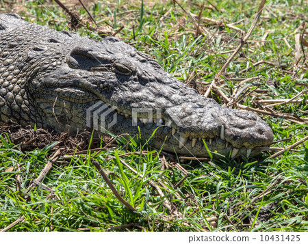 Head of african crocodile 10431425