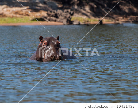 Hidden hippo Hidden hippo 10431453
