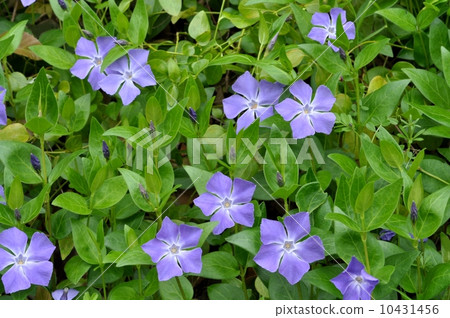 Periwinkle 10431456