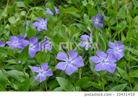 Periwinkle 10431458