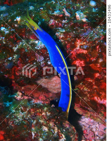 哈娜甲蟲 哈娜甲蟲 10431496