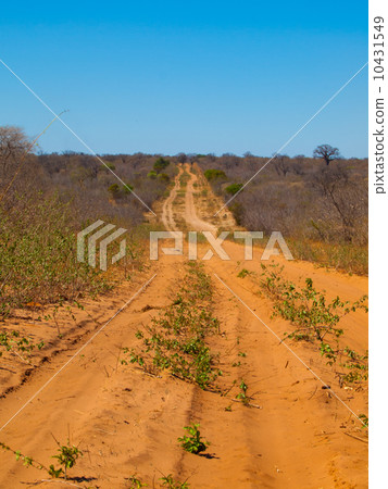 Endless sandy road of Chobe Endless sandy road of Chobe 10431549