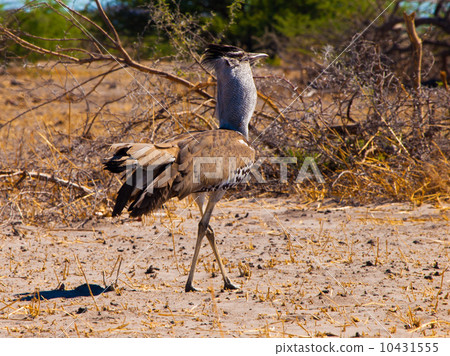 Kori bustard 10431555