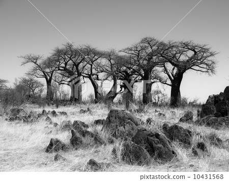 Baobab Paradise near Savuti in black and white 10431568