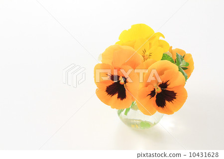 Orange pansy 10431628