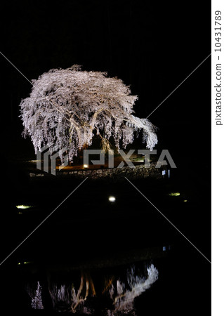 Shitarezakura in Mitoji 10431789