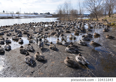 Duck 3 Duck 3 10431843