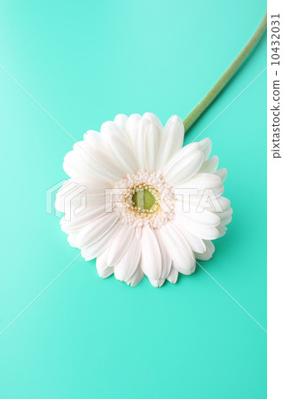 單輪非洲菊（垂直前部） 10432031