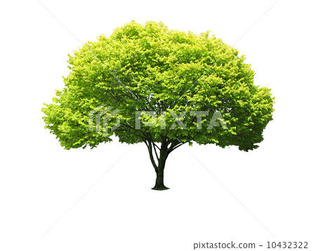 Tree isolated against a white background 10432322