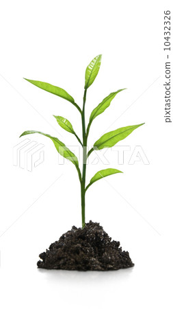 Seedling green plant on a white background 10432326