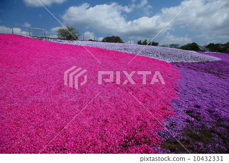 Shibazakura in early summer Shibazakura in early summer 10432331