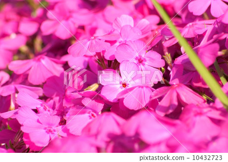 Pink carpet (Shibazakura) 10432723