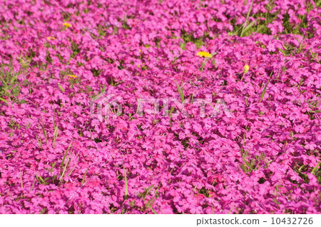 Pink carpet (Shibazakura) Pink carpet (Shibazakura) 10432726