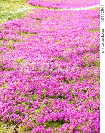 粉紅色地毯(Shibazakura) 粉紅色地毯(Shibazakura) 10432965