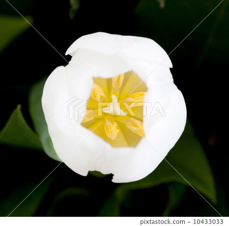 Top view of a white tulip, selective focus Top view of a white tulip, selective focus 10433033