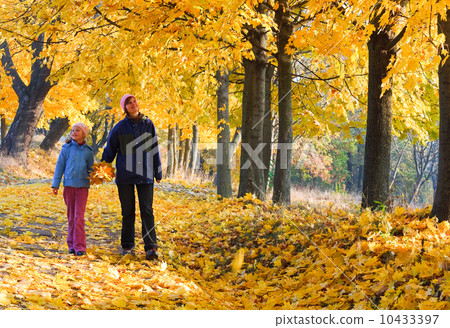 Family in autumn maple park Family in autumn maple park 10433397