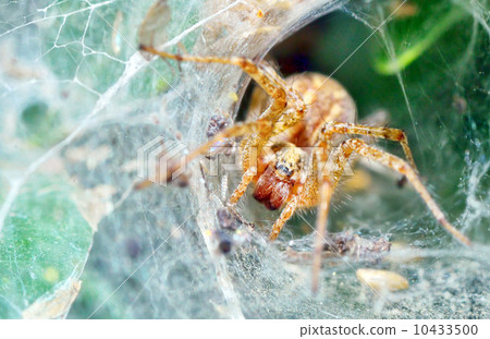Araneus diadematus Araneus diadematus 10433500