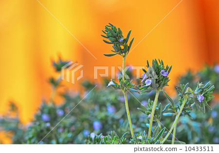 fresh green thyme herbs  isolated on a orange background 10433511
