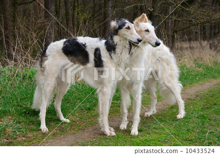 Two russian wolfhounds 10433524