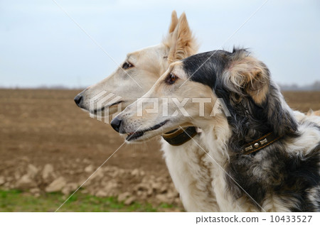 Two russian wolfhounds 10433527